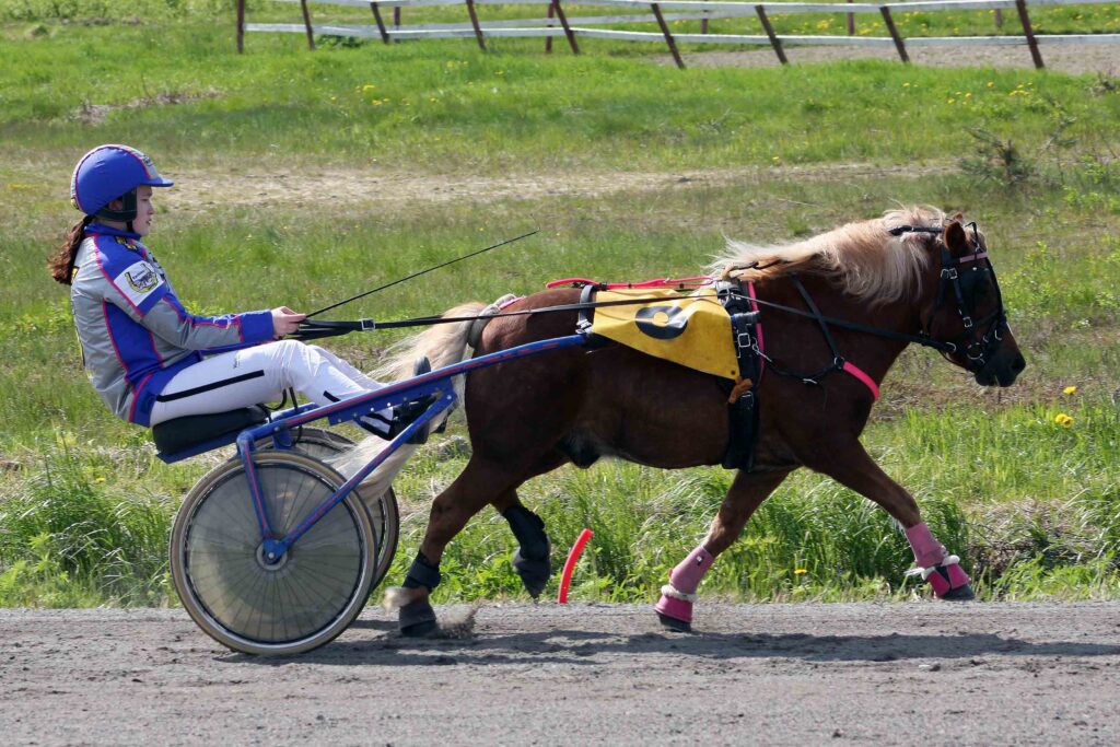 3 Magpie's Arrowy / Pepita Kauppinen